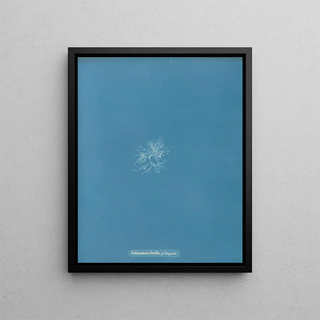 Anna Atkins - Schizonema Smithii torquata.webp