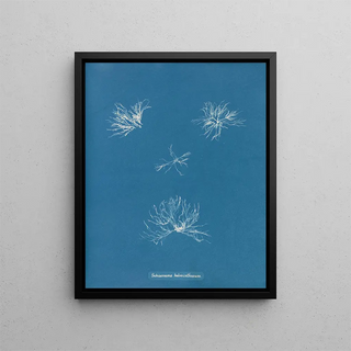 Anna Atkins - Schizonema helminthosum.webp