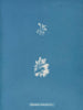 Schizonema het meest vertakt - Anna Atkins — weergave van het kunstwerk