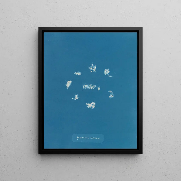 Anna Atkins - Sphacelaria radicans.webp