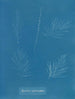 Sporochnus pedunculatus - Anna Atkins — weergave van het kunstwerk