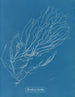 Rhizodes van Sporochnus - Anna Atkins — weergave van het kunstwerk