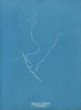 Sporochnus rhizodes - Anna Atkins — weergave van het kunstwerk