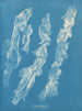Ulva bullosa - Anna Atkins — weergave van het kunstwerk