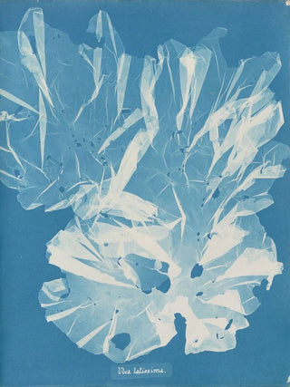 Anna Atkins - Ulva latissima.webp