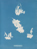 Haven van Vaucheria - Anna Atkins — weergave van het kunstwerk