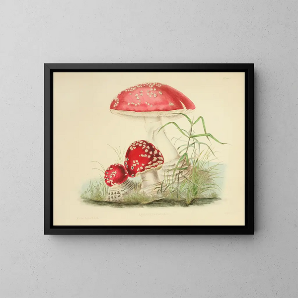 Illustraties van de Britse mycologie Pl01 - Anna Maria Hussey — ingelijst kunstwerk aan de muur
