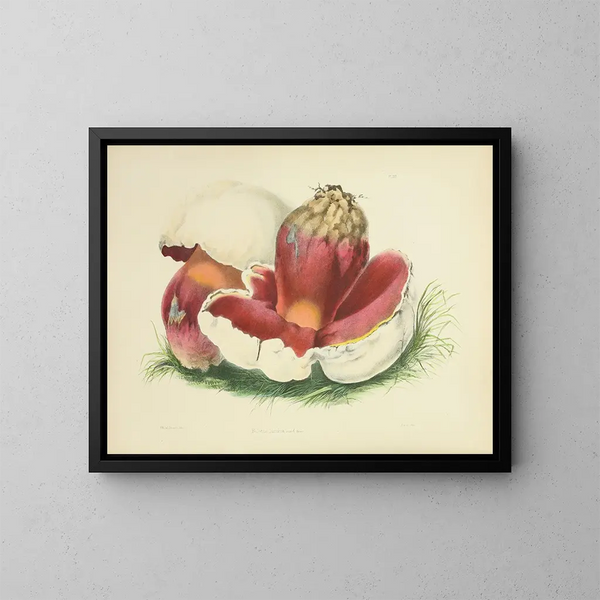 Illustraties van de Britse mycologie Pl07 - Anna Maria Hussey — ingelijst kunstwerk aan de muur