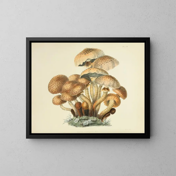 Illustraties van Britse mycologie Pl08 - Anna Maria Hussey — ingelijst kunstwerk aan de muur