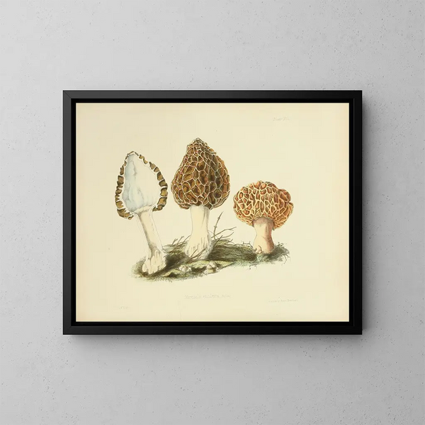 Illustraties van de Britse mycologie Pl13 - Anna Maria Hussey — ingelijst kunstwerk aan de muur