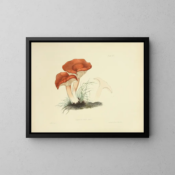 Illustraties van de Britse mycologie Pl15 - Anna Maria Hussey — ingelijst kunstwerk aan de muur