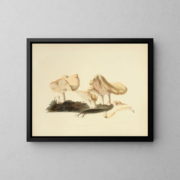 Illustraties van de Britse mycologie Pl16 - Anna Maria Hussey — ingelijst kunstwerk aan de muur