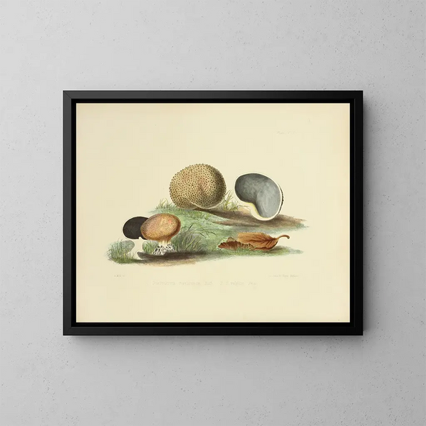 Illustraties van de Britse mycologie Pl17 - Anna Maria Hussey — ingelijst kunstwerk aan de muur