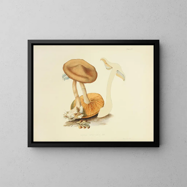 Illustraties van de Britse mycologie Pl19 - Anna Maria Hussey — ingelijst kunstwerk aan de muur