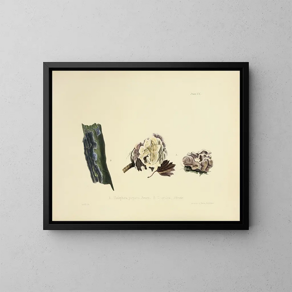 Illustraties van de Britse mycologie Pl20 - Anna Maria Hussey — ingelijst kunstwerk aan de muur