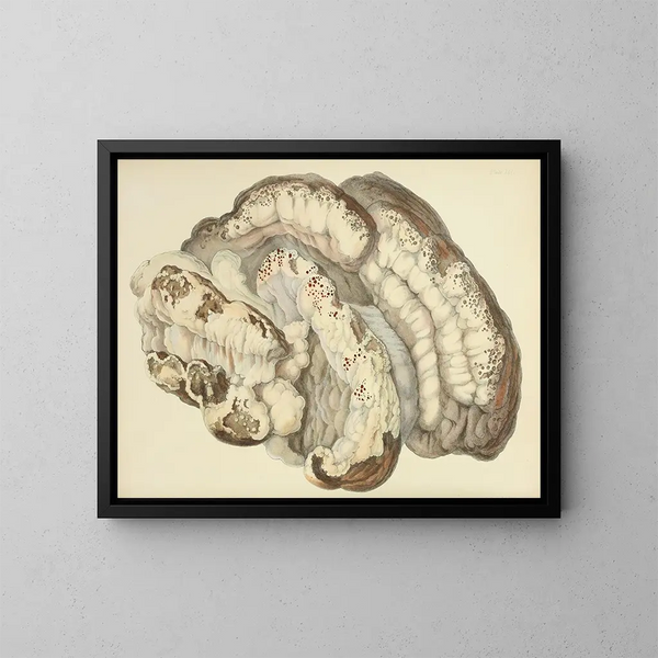 Illustraties van de Britse mycologie Pl21 - Anna Maria Hussey — ingelijst kunstwerk aan de muur