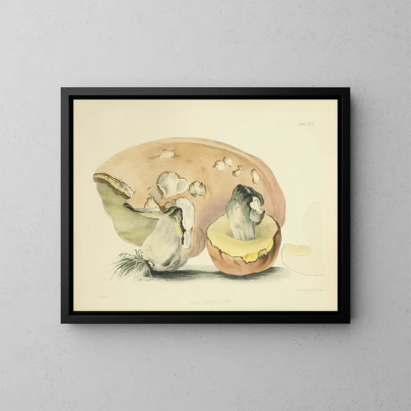 Illustraties van de Britse mycologie Pl22 - Anna Maria Hussey — ingelijst kunstwerk aan de muur