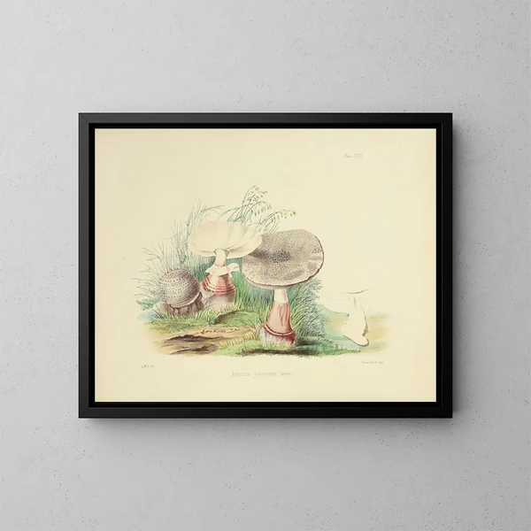 Illustraties van de Britse mycologie Pl23 - Anna Maria Hussey — ingelijst kunstwerk aan de muur