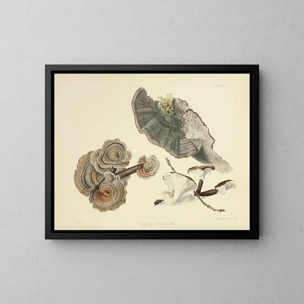 Illustraties van de Britse mycologie Pl24 - Anna Maria Hussey — ingelijst kunstwerk aan de muur