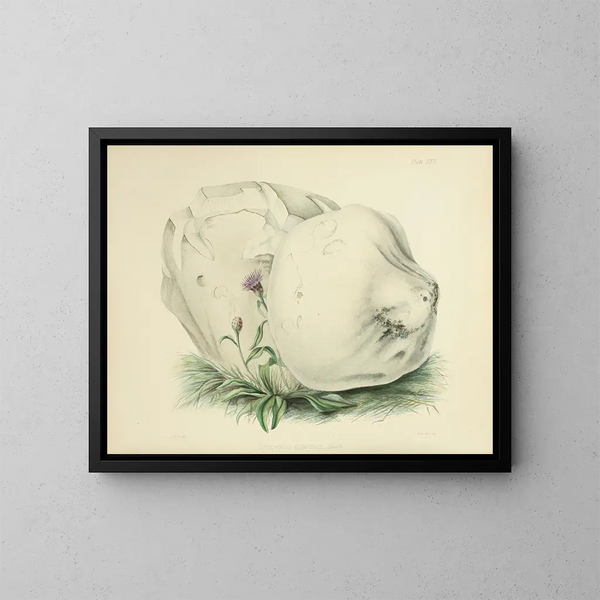 Illustraties van Britse mycologie Pl26 - Anna Maria Hussey — ingelijst kunstwerk aan de muur