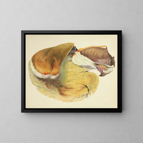 Illustraties van de Britse mycologie Pl29 - Anna Maria Hussey — ingelijst kunstwerk aan de muur