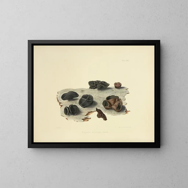 Illustraties van de Britse mycologie Pl32 - Anna Maria Hussey — ingelijst kunstwerk aan de muur