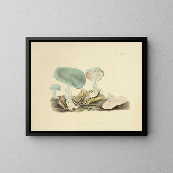 Illustraties van de Britse mycologie Pl35 - Anna Maria Hussey — ingelijst kunstwerk aan de muur