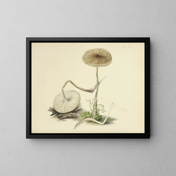 Illustraties van de Britse mycologie Pl36 - Anna Maria Hussey — ingelijst kunstwerk aan de muur