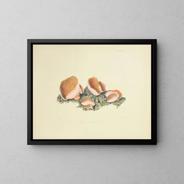 Illustraties van de Britse mycologie Pl37 - Anna Maria Hussey — ingelijst kunstwerk aan de muur