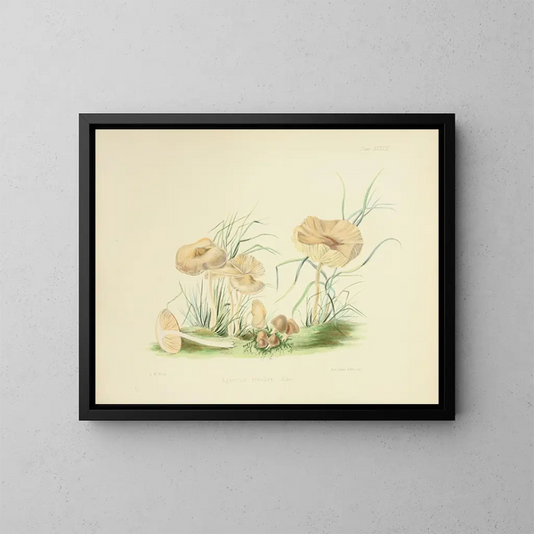 Illustraties van de Britse mycologie Pl38 - Anna Maria Hussey — ingelijst kunstwerk aan de muur