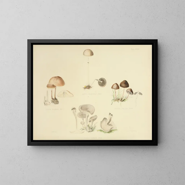 Illustraties van Britse mycologie Pl39 - Anna Maria Hussey — ingelijst kunstwerk aan de muur