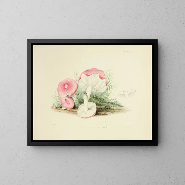 Illustraties van de Britse mycologie Pl41 - Anna Maria Hussey — ingelijst kunstwerk aan de muur