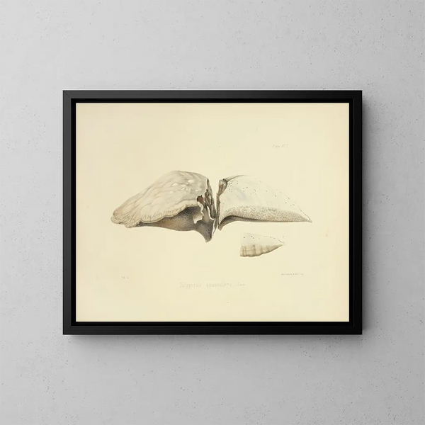 Illustraties van de Britse mycologie Pl43 - Anna Maria Hussey — ingelijst kunstwerk aan de muur