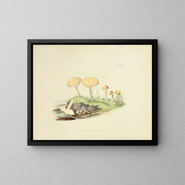 Illustraties van de Britse mycologie Pl45 - Anna Maria Hussey — ingelijst kunstwerk aan de muur