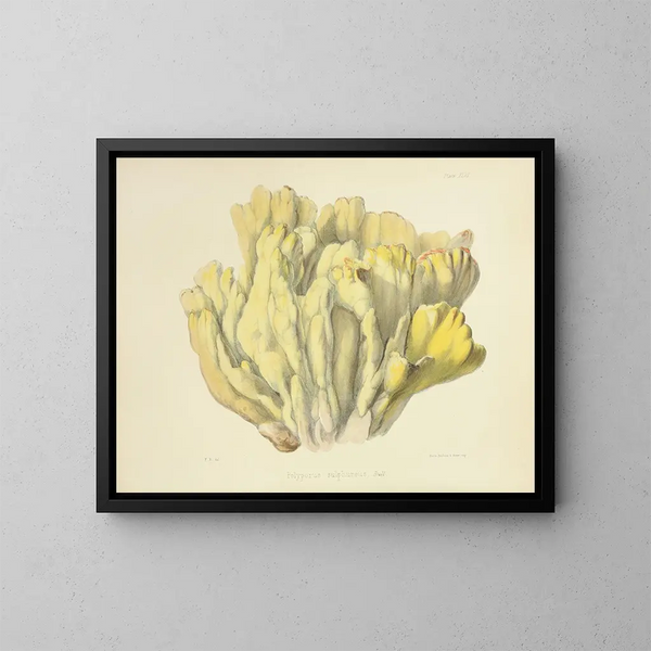 Illustraties van de Britse mycologie Pl46 - Anna Maria Hussey — ingelijst kunstwerk aan de muur