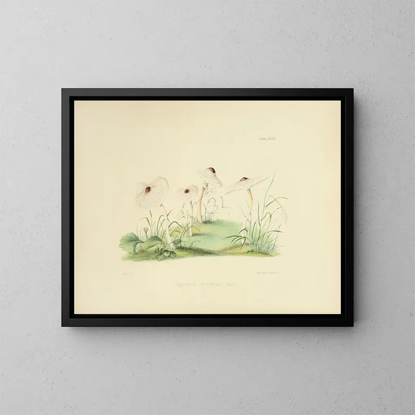 Illustraties van de Britse mycologie Pl48 - Anna Maria Hussey — ingelijst kunstwerk aan de muur