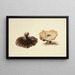 Illustraties van Britse mycologie Pl51 - Anna Maria Hussey — ingelijst kunstwerk aan de muur