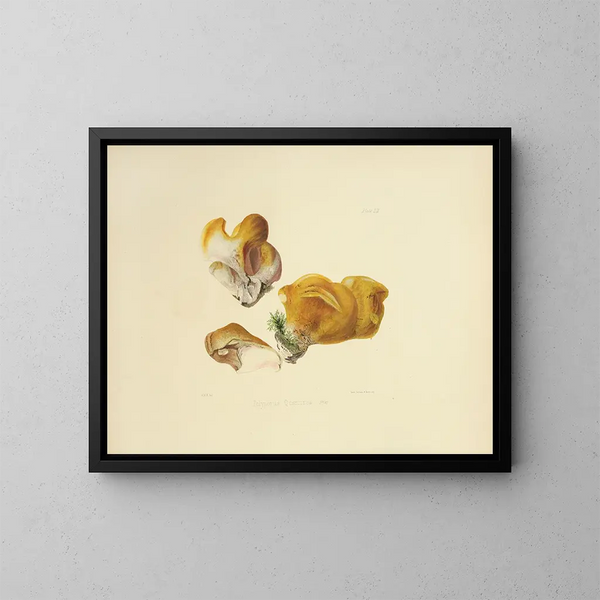 Illustraties van de Britse mycologie Pl52 - Anna Maria Hussey — ingelijst kunstwerk aan de muur