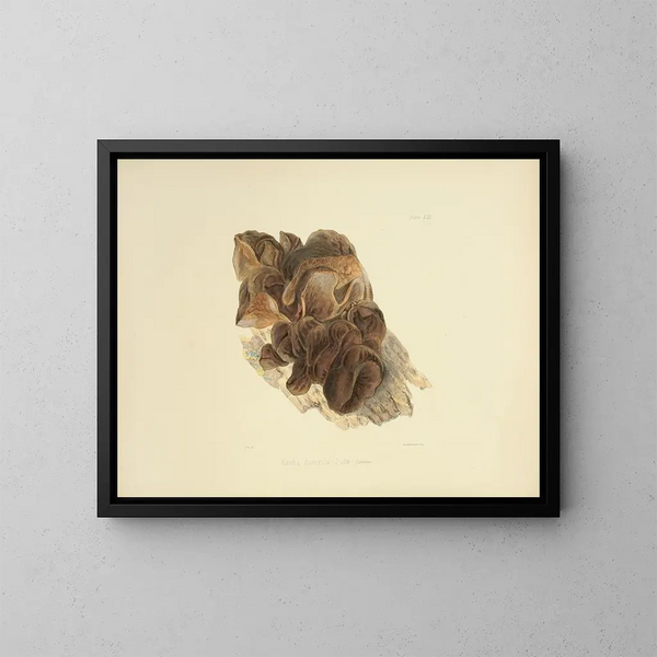 Illustraties van de Britse mycologie Pl53 - Anna Maria Hussey — ingelijst kunstwerk aan de muur