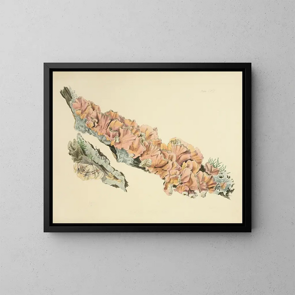 Illustraties van de Britse mycologie Pl58 - Anna Maria Hussey — ingelijst kunstwerk aan de muur