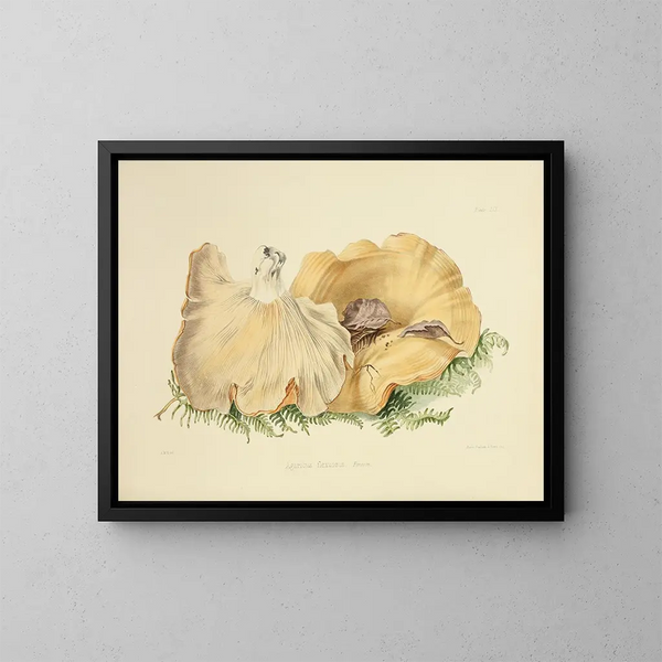 Illustraties van de Britse mycologie Pl59 - Anna Maria Hussey — ingelijst kunstwerk aan de muur