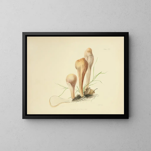 Illustraties van de Britse mycologie Pl62 - Anna Maria Hussey — ingelijst kunstwerk aan de muur