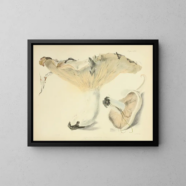 Illustraties van de Britse mycologie Pl63 - Anna Maria Hussey — ingelijst kunstwerk aan de muur
