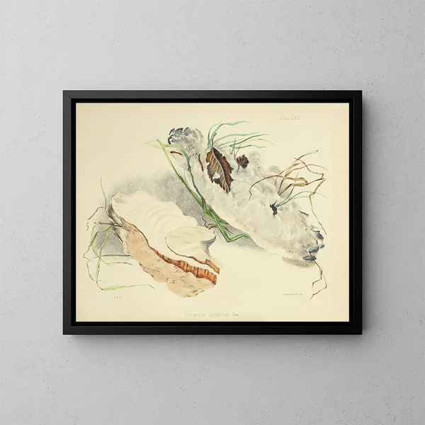 Illustraties van de Britse mycologie Pl64 - Anna Maria Hussey — ingelijst kunstwerk aan de muur