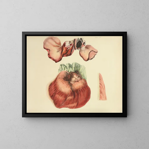 Illustraties van de Britse mycologie Pl65 - Anna Maria Hussey — ingelijst kunstwerk aan de muur