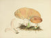 Illustraties van Britse mycologie Pl67 - Anna Maria Hussey — weergave van het kunstwerk