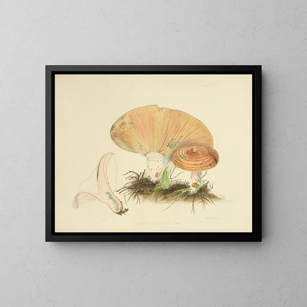 Illustraties van Britse mycologie Pl67 - Anna Maria Hussey — ingelijst kunstwerk aan de muur