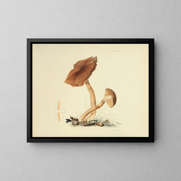 Illustraties van Britse mycologie Pl72 - Anna Maria Hussey — ingelijst kunstwerk aan de muur