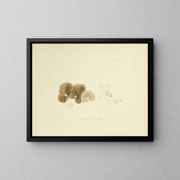 Illustraties van de Britse mycologie Pl74 - Anna Maria Hussey — ingelijst kunstwerk aan de muur