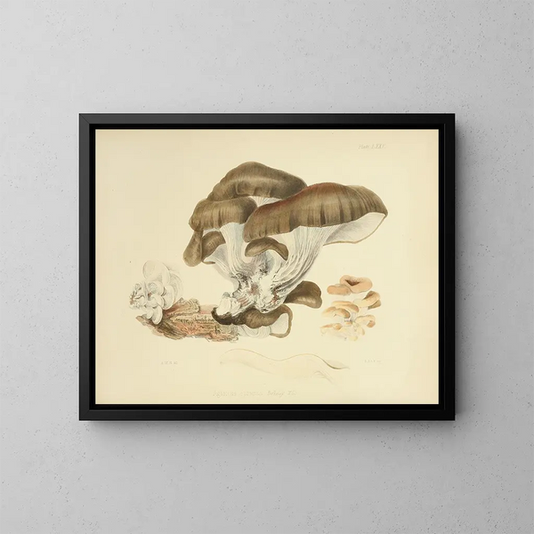 Illustraties van de Britse mycologie Pl75 - Anna Maria Hussey — ingelijst kunstwerk aan de muur